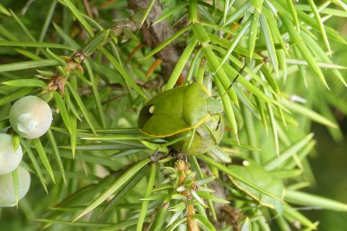 Réf. 184 776 : Chlorochroa juniperina